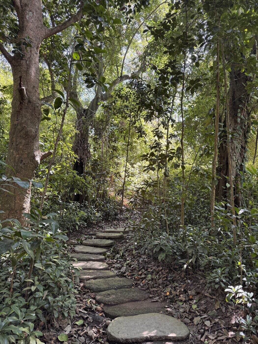 Sendero de piedras en un bosque tropical